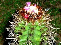 Melocactus harlowii JB.JPG